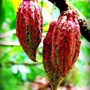 Dominicaanse Republiek